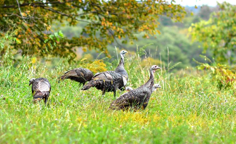 Wild turkeys forage in a field off of Cooper Lane in Shelburne recently.