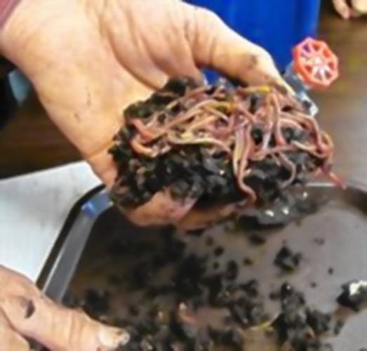 Red wigglers are the most common species of worm for vermicomposting — the practice of composting with worms. The process results in nutrient rich worm castings that can boost the health of house plants and crops, increasing yield and vitality.