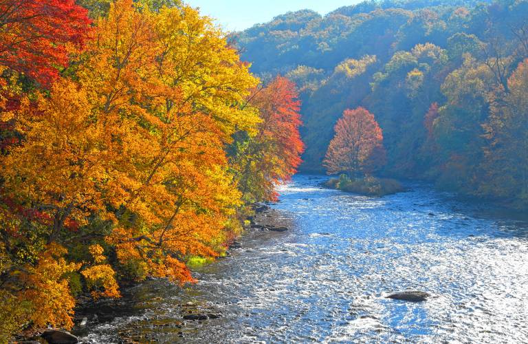 Foliage peaks through as the fog dissipates along the river in Millers Falls. 