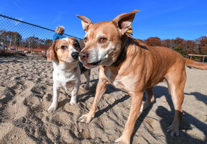 Buster and Annie romp around at the North Quabbin Dog Park at the Orange Municipal Airport as their owners enjoy the late afternoon sun on Monday.