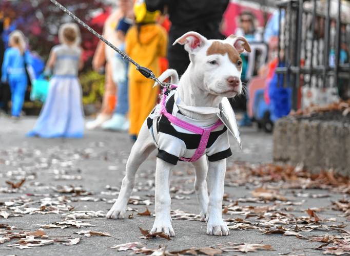 This “bad dog” was seen trick-or-treating in Greenfield.