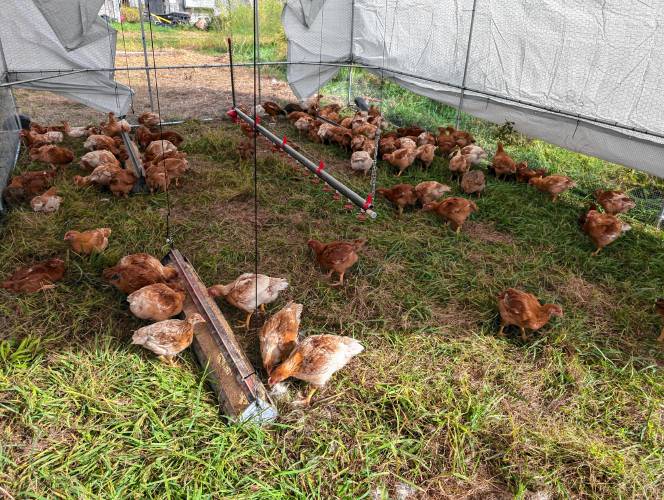 Robariah Farms raises a variety of chickens called Freedom Ranger, which are bred to thrive living outside on pasture.