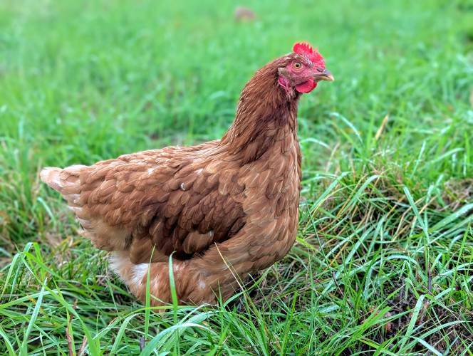 Rhode Island Red laying hens forage on pasture at Robariah Farms in South Deerfield.