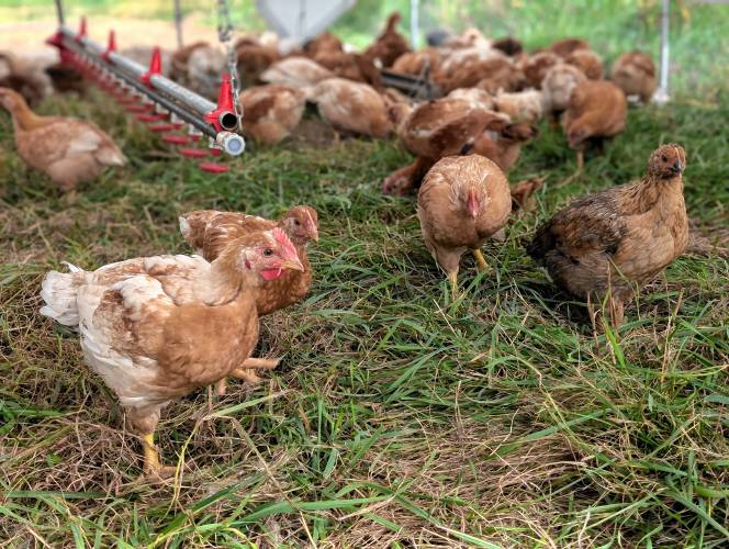 Robariah Farms raises a variety of chickens called Freedom Ranger, which are bred to thrive living outside on pasture.