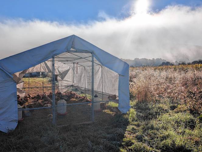 Roberiah Farms chickens live on pasture in coops that shelter them from the weather and predators.