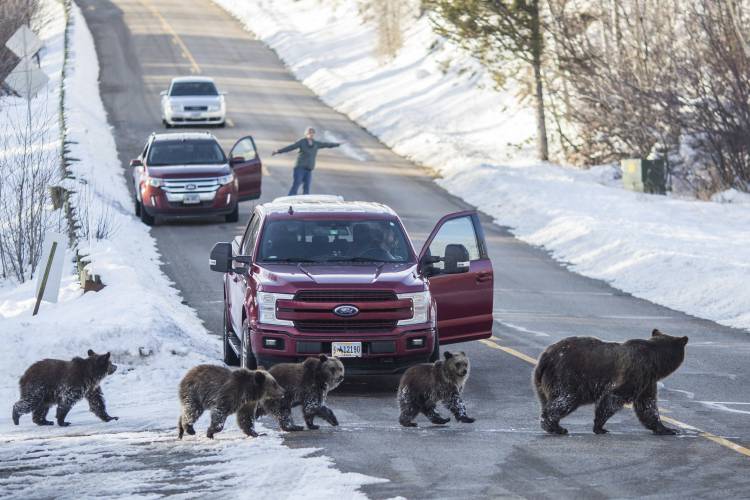 Grizzly bear No. 399 and her four cubs cross a road as Cindy Campbell stops traffic in Jackson Hole, Wyo., on Nov. 17, 2020. 