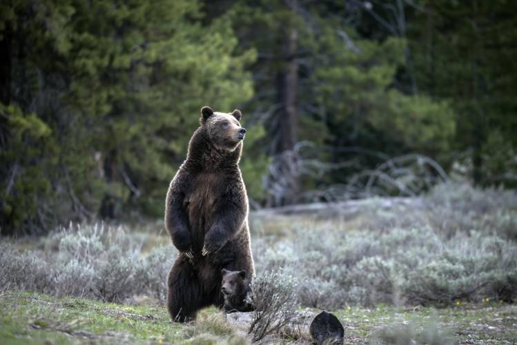 In this undated photo provided by Grand Teton National Park a grizzly bear known as No. 399 stands along side a cub.