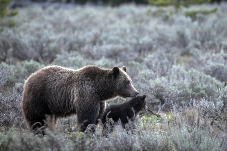 In this undated photo provided by Grand Teton National Park a grizzly bear known as No. 399 walks along side a cub.