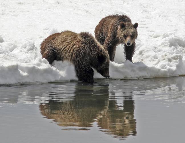 This photo provided by Grand Teton National Park shows Grizzly bear No. 399 and her cub in 2008.