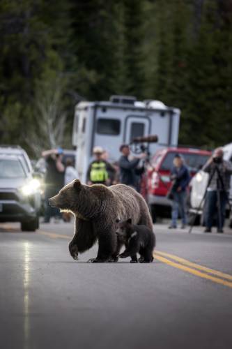 In this undated photo provided by Grand Teton National Park a grizzly bear known as No. 399 walks along side a cub.