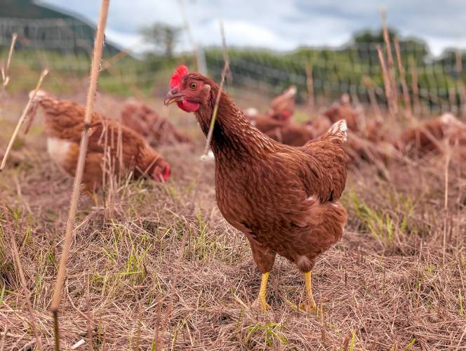 Rhode Island Red laying hens also forage on pasture at Robariah Farms in South Deerfield.