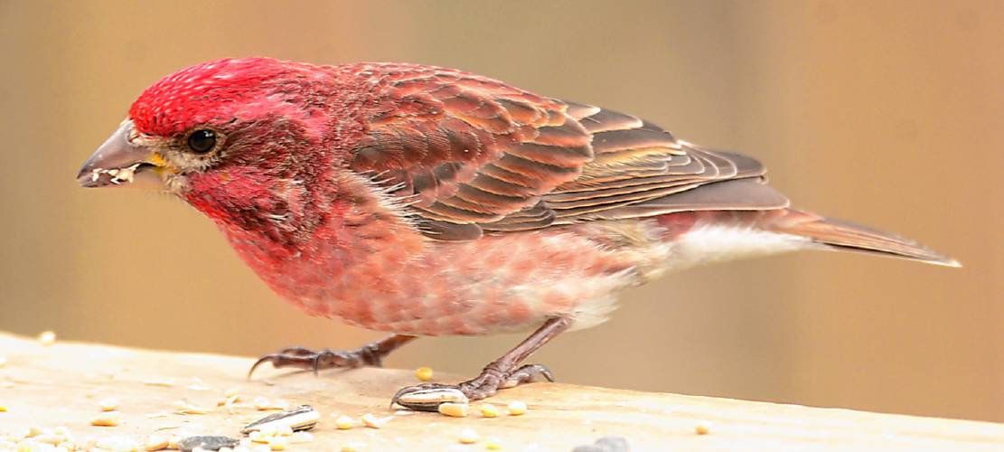 This male purple finch has been seen on my deck for the past two to three weeks. This species is a “bonus bird” that has been added to the regular winter guest list for 2024-25.