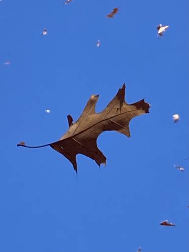 Jack Tulloss took this photo of a leaf in midair on Nov. 1, which was a windy day in Belchertown.