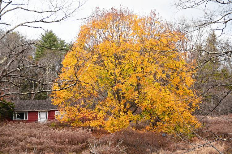 A stubborn tree in Shelburne holds onto its foliage well into November.