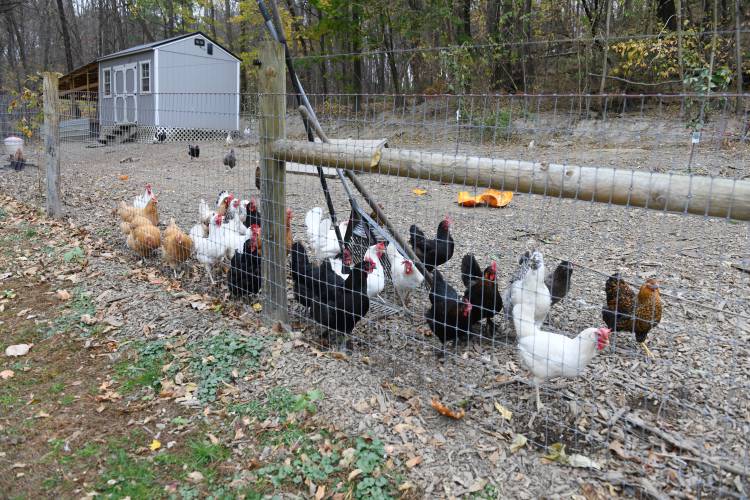 The resident chickens at Maple Hill Homestead on Greenfield Road in Montague.