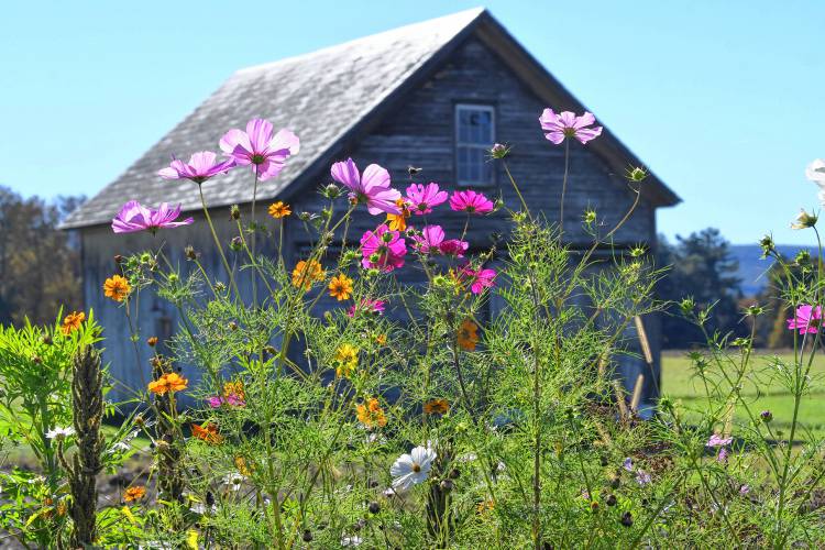 Wildflowers along Main Road in Gill were still attracting pollinators in this recent photo.