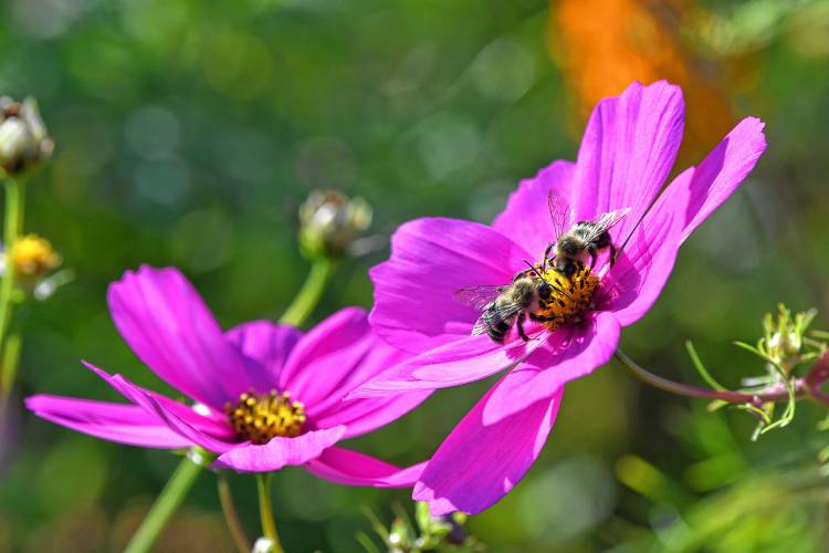 Wildflowers along Main Road in Gill were still attracting pollinators in this recent photo.