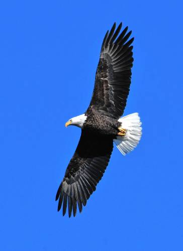 A bald eagle soars over Lake Mattawa in Orange, one of two riding the blustery winds on Friday.