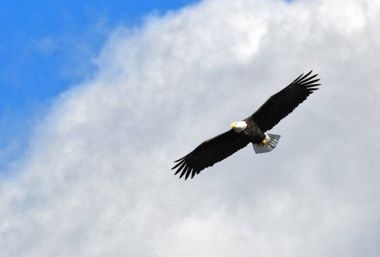 A bald eagle soars over Lake Mattawa in Orange, one of two riding the blustery winds on Friday.