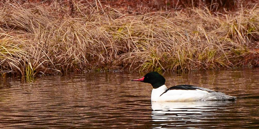 The predictable and dependable schedules of some of our feathered friends, like this adult male Common Merganser, can bring a sense of calm and normalcy during stressful times.