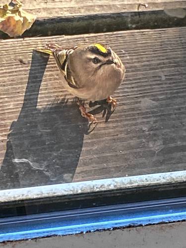 Lisa Hollister of Shelburne found this golden-crowned kinglet standing just outside her kitchen sliding door. Given that the board is 5 inches wide, she estimates the little songbird was only about 3 inches long.