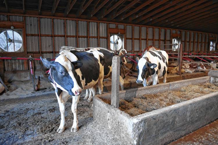 Holsteins at Clessons River Farm in Buckland. 