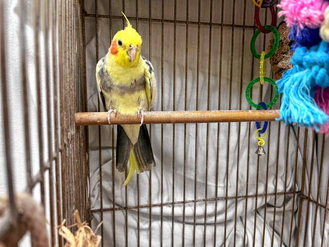 Frankie the cockatiel inside the new veterinary science building at Franklin County Technical School. School Committee members toured the building on Wednesday and interacted with Frankie.