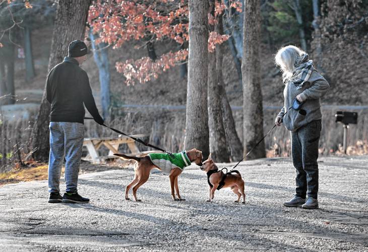 Two dogs meet as they pass with their owners walking around Silver Lake in Athol.