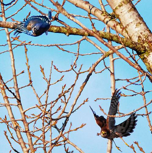 A blue jay (top left) and an immature sharp-shinned hawk (bottom right) take flight from an eastern cottonwood during an ongoing feud that was amusing to observe.