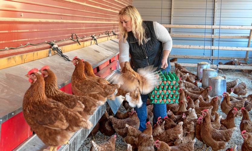 Hillside Farm in South Deerfield currently has 250 hens, with plans to double that come spring.