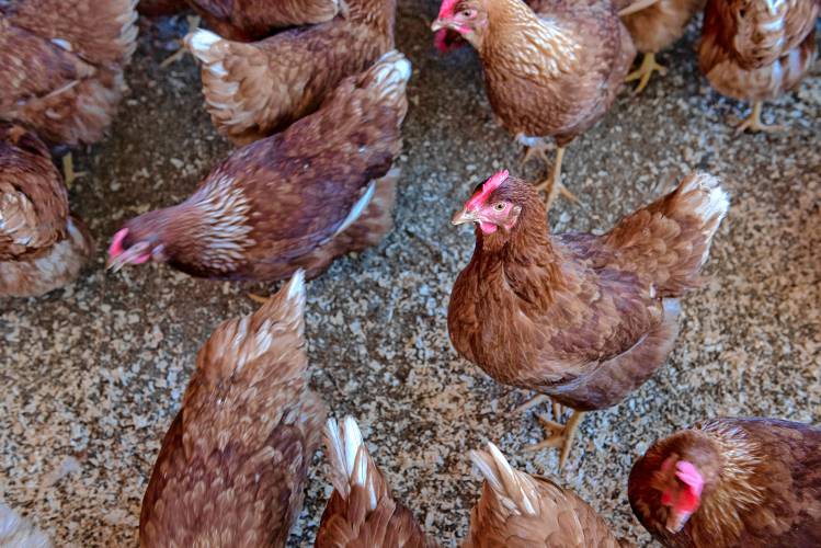 Chickens at Hillside Farm in South Deerfield.