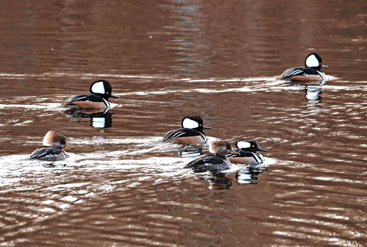 A group of hooded mergansers floating on Silver Lake in Athol, occasionally diving for fish. The males, with their distinct black and white crested head feathers, stand out from the females, who have cinnamon-colored crests. They can be found year-round on open water but breed north of here, making use of cavities in trees to reproduce, according to Cornell University.