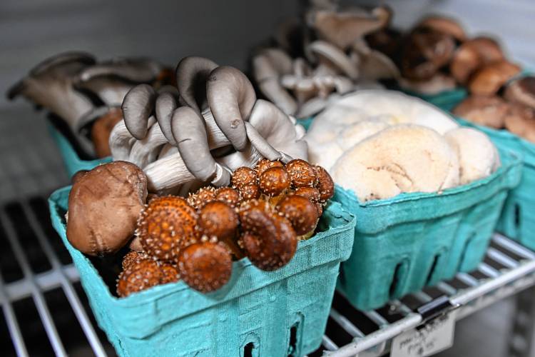 Fresh mushrooms for sale in the farm store at Mycoterra Farm in Deerfield.