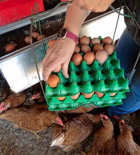 Kelly Kicza collects eggs at Hillside Farm in South Deerfield.