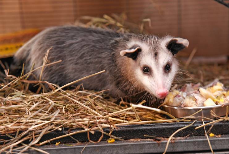 An opossum has some dinner at the Leyden Center for Wildlife Rehabilitation.