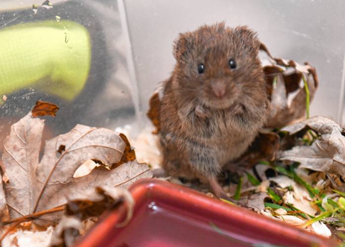 A vole in an enclosure at the Leyden Center for Wildlife Rehabilitation.