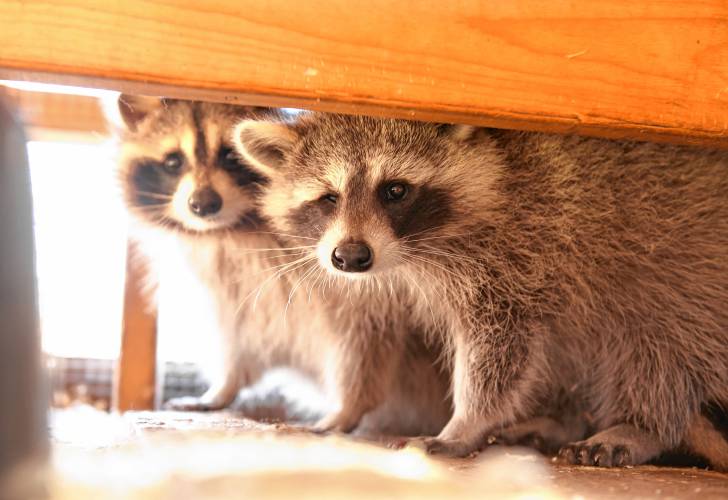 Two of the half dozen raccoons being cared for in an enclosure at the Leyden Center for Wildlife Rehabilitation.