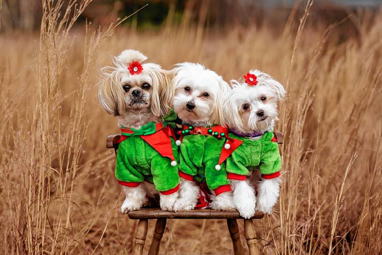 Photographer and dog owner Kirsten Spencer took photos of people’s dogs last weekend as part of a fundraiser for the North Quabbin Dog Park.