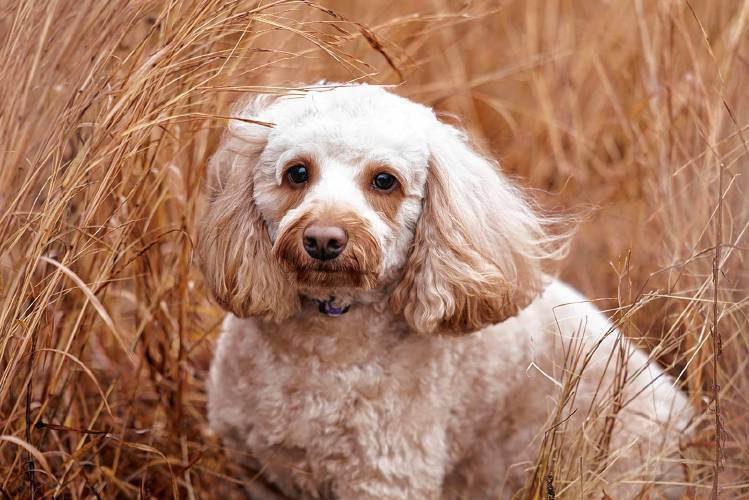 Photographer and dog owner Kirsten Spencer took photos of people’s dogs last weekend as part of a fundraiser for the North Quabbin Dog Park.