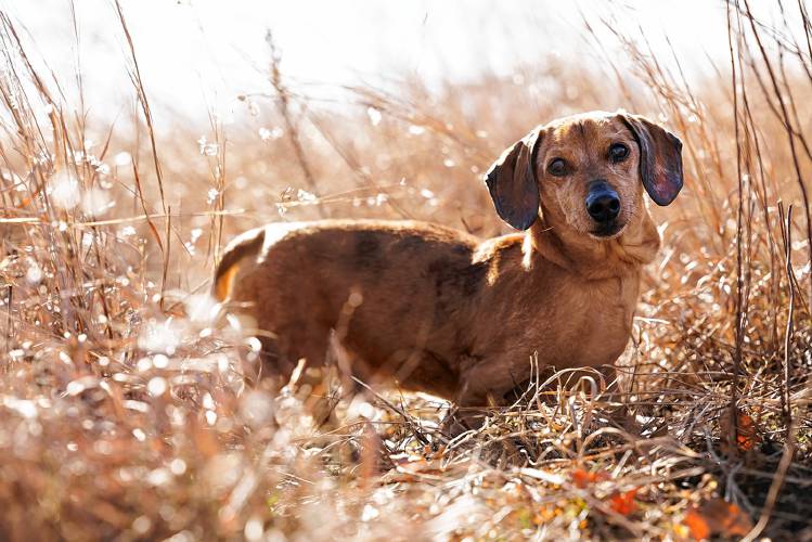 Photographer and dog owner Kirsten Spencer took photos of people’s dogs last weekend as part of a fundraiser for the North Quabbin Dog Park.