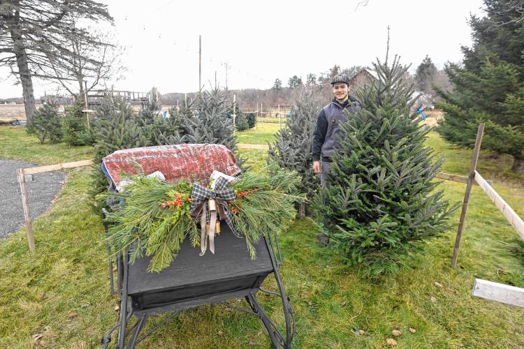 Cole Gamache with a cut Christmas tree at Buxton Christmas Barn on Cross Road in Northfield.