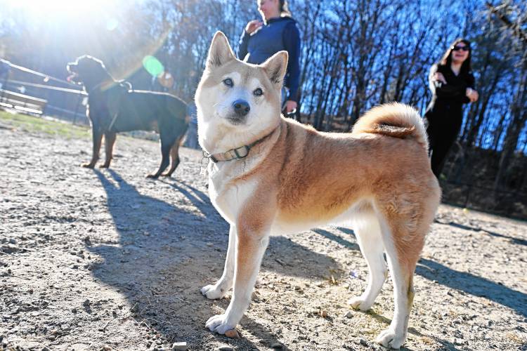 Lila poses for a photo at Paws Park in Greenfield where she was with her human, Maddie Riel of Belchertown, right, and Lisa Tyler of Vernon, Vermont, with Jojo. 