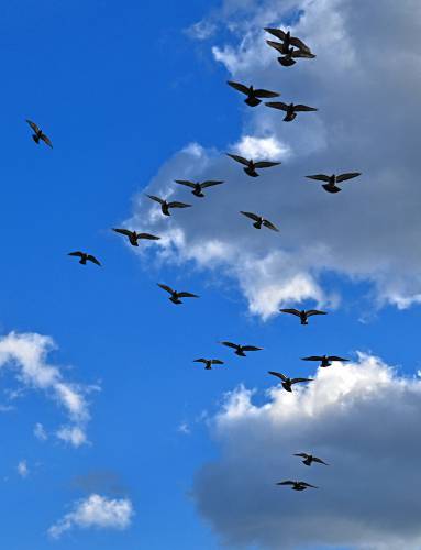 Pigeons are silhouetted against the sky as they circle the Bridge of Flowers in Shelburne Falls.