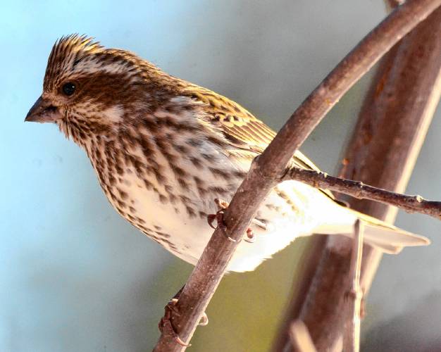 This gorgeous female purple finch stopped on my newly installed Birch Perch II and posed for photos.