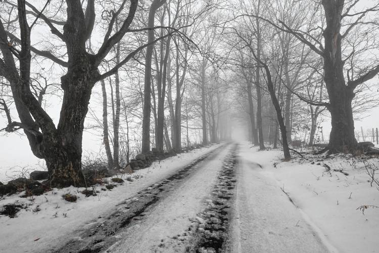 An old farm road is bereft of color as it is flanked by trees and fog in the Patten section of Shelburne on Tuesday.