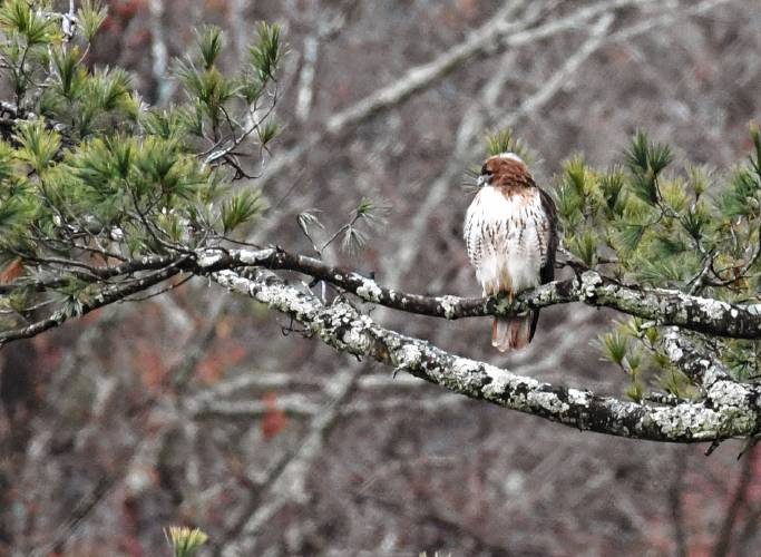 What appears to be a red-tailed hawk puffs up its feathers to keep warm as it scans the Shelburne field below for prey.